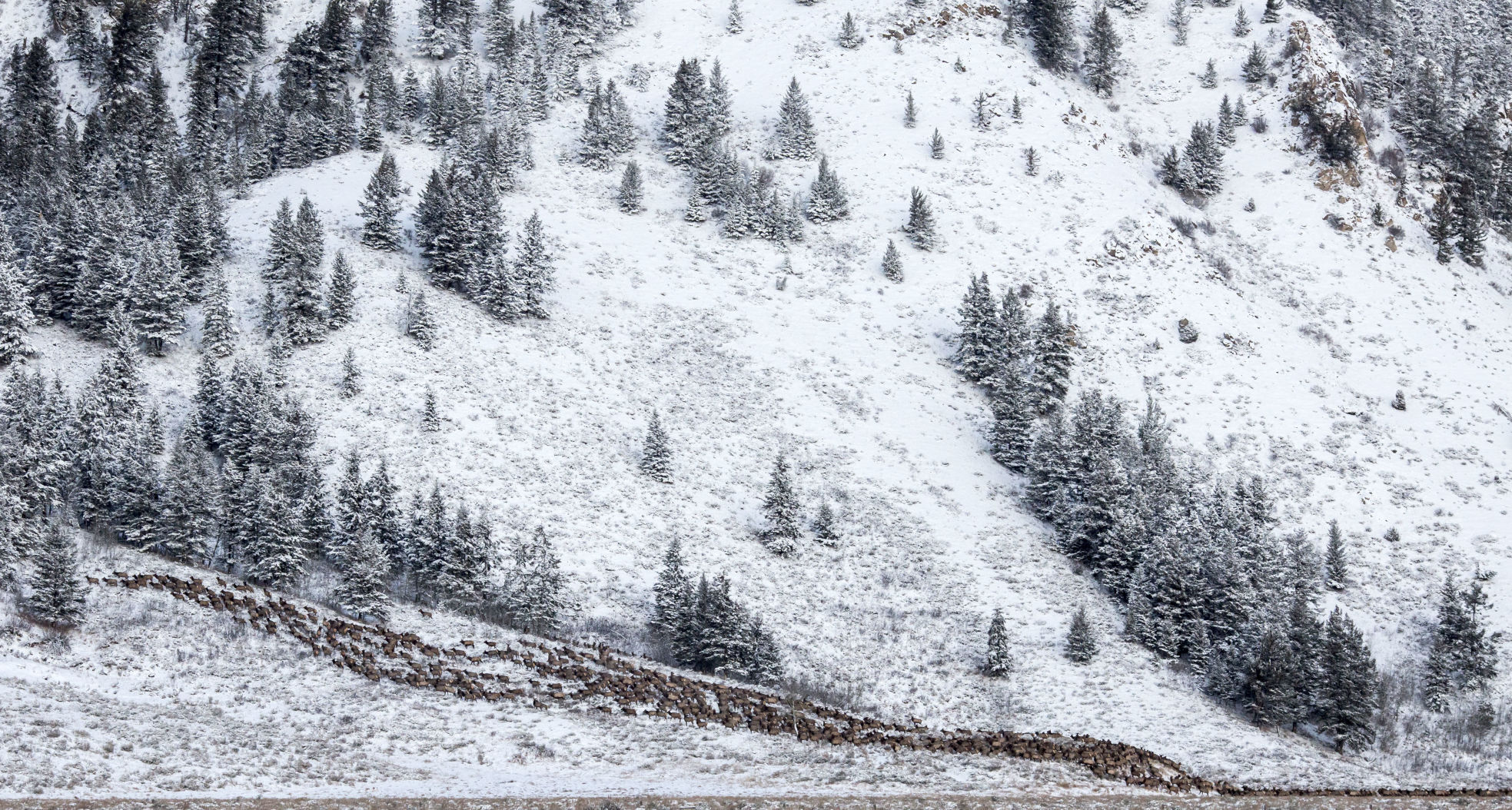 Elk in Grand Teton National Park